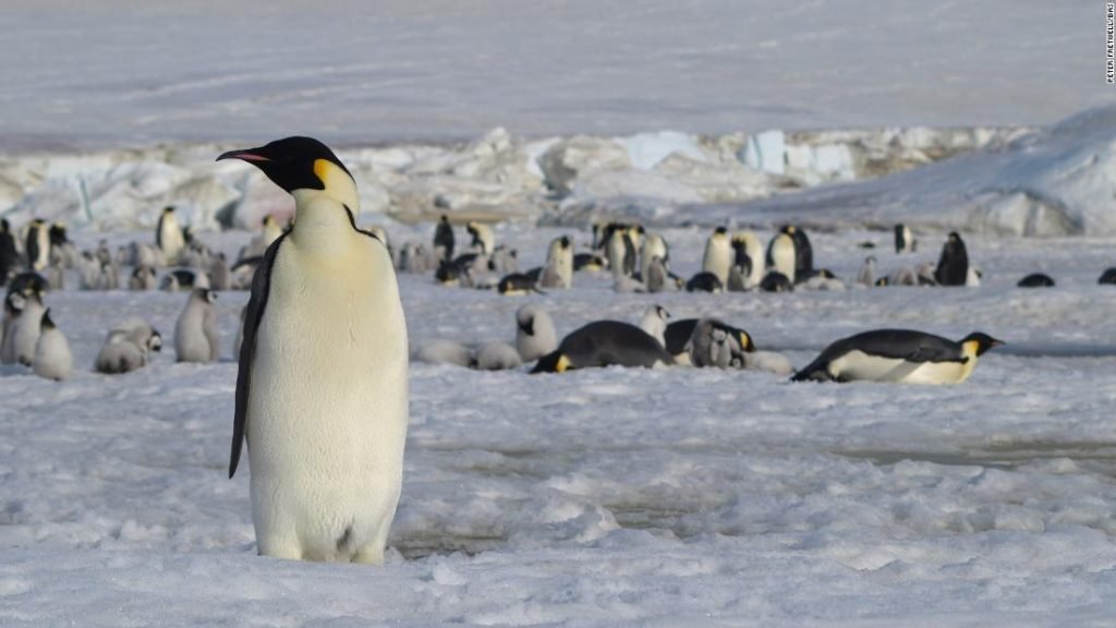 Sailing-Stream.fr ⚓ Voyage en Antarctique pendant le Covid-19 : ce que vous devez savoir avant de partir ⚓ Bateaux de croisière