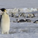 Voyage en Antarctique pendant le Covid-19 : ce que vous devez savoir avant de partir