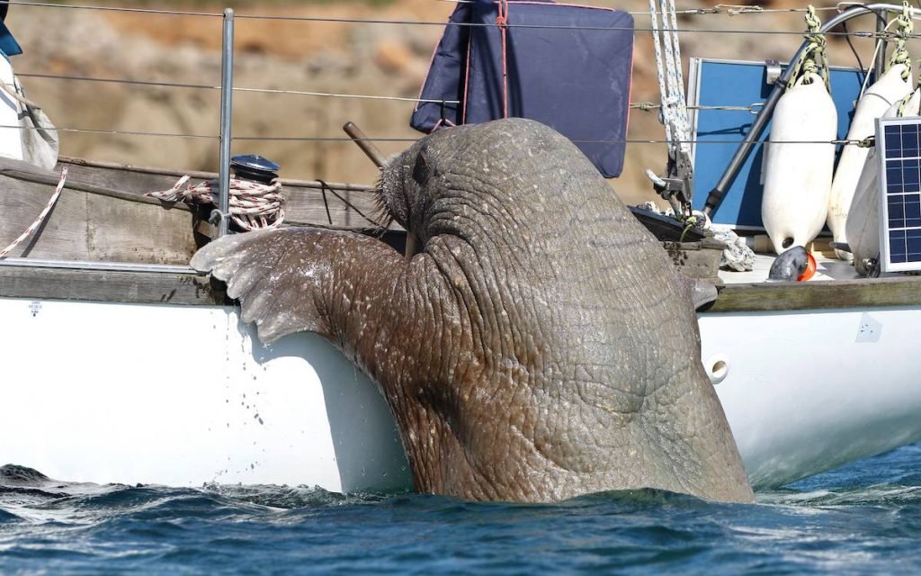 Sailing-Stream.fr ⚓ Comment repérer et identifier les baleines et les dauphins depuis un bateau ? ⚓ Voiliers