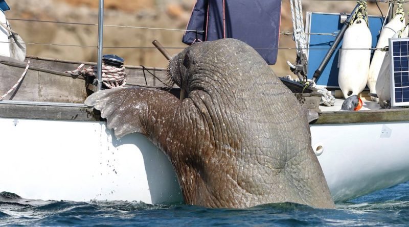 Comment repérer et identifier les baleines et les dauphins depuis un bateau ?